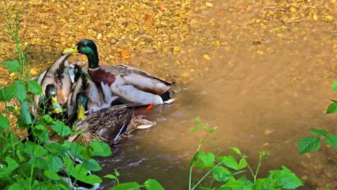 Four male ducks wanted to mate with a female duck / the female was in a good mood in the end.