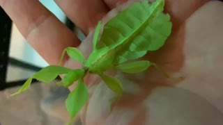 Leaf insect size comparison