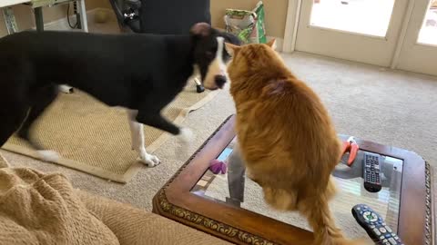 Cat disciplines Great Dane for jumping on the furniture