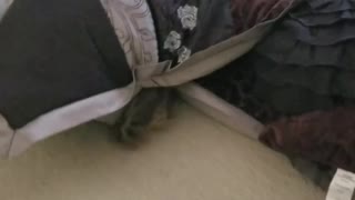 Curious Cat gets stuck in pillow!