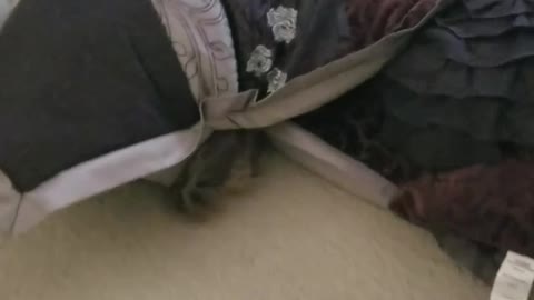 Curious Cat gets stuck in pillow!