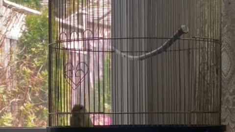 LOVEBIRD ESCAPES FROM CAGE