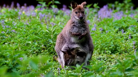 Kangaroo marsupial young