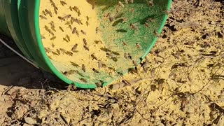 Dry pollen feeding Bees
