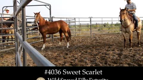 4036 Sweet Scarlet- 2019 Wild Spayed Filly Futurity