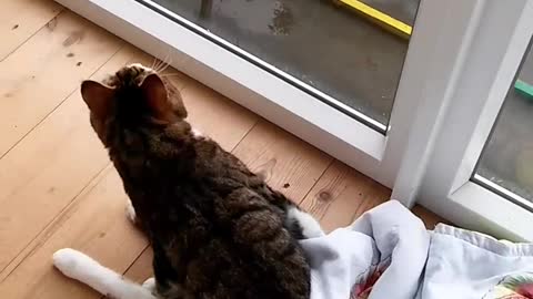 Handicapped cat won't let trauma slow him down