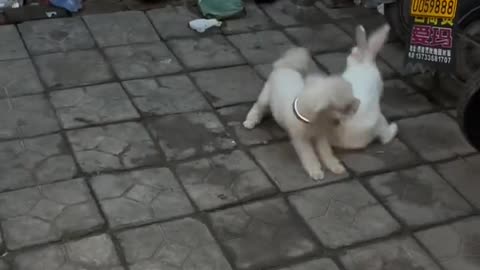 The dog fought the rabbit, and the dog won