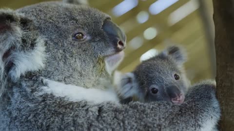 Most precious Koala Joey moments ever! -18
