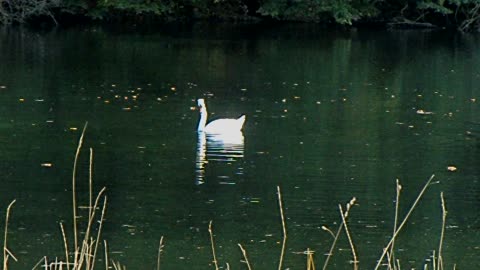 A white swan dives for food in Germany