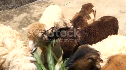 Goats eating Napier grass or elephant grass stock video