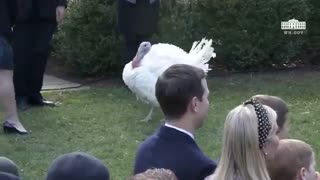 What Trump Said in 2018 About Turkeys Has Liberals Losing Their Minds