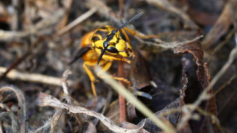 Hornet upclose cleaning itself