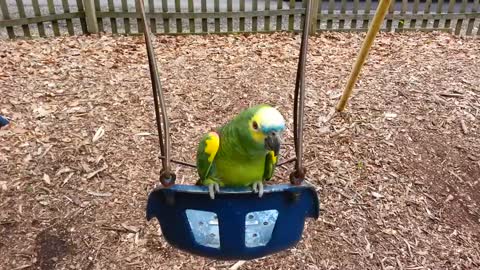 Parrot Is Happy on Swing