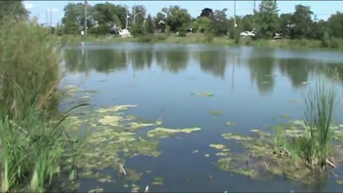 More geese in a pond