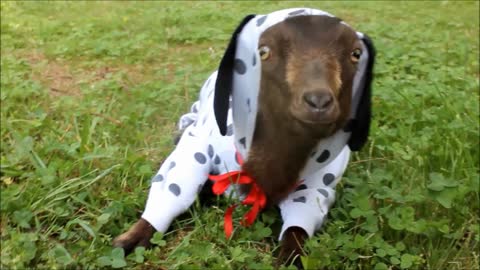 Goat dresses up in hilarious dog costume