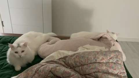 Two cute white kittens waving their tails on the bed