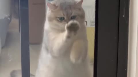 This_cat_is_so_good_at_cleaning_the_glass!_#cat_#cute_#kitten(720p)