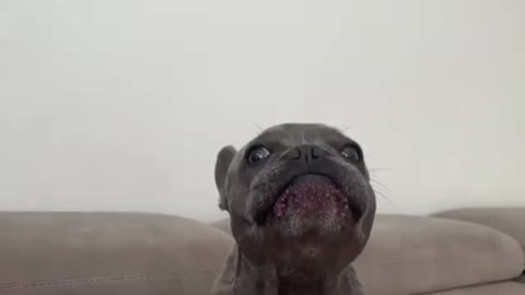 Frenchie barking_batch