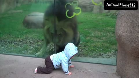 Lion trying to attack baby at zoo_ AnimalPlanet12 _(720P_HD)_1.mp4