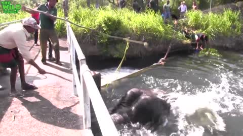 An elephant stucked by a canal saved by humans