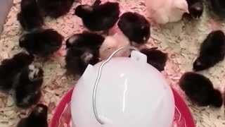 Baby Chicks are Too Cute