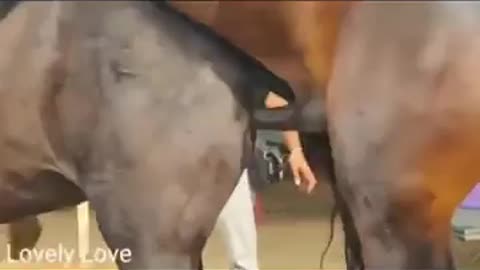 Horse High Breed Making