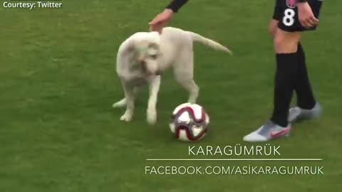 How a dog bring football match to halt