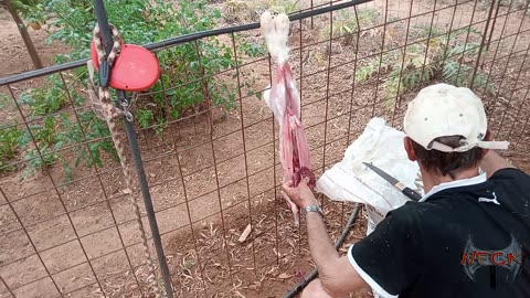 Slaughter process of tame rabbit in case of system down, no feed, no market HD