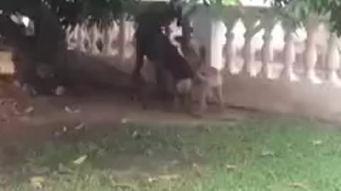 Dogs biting an intruder