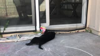 Black Lab Puppy Is Playful