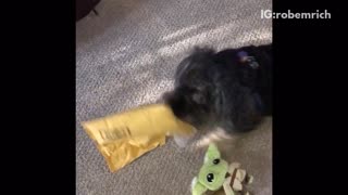 Black dog trying to open package and biting it