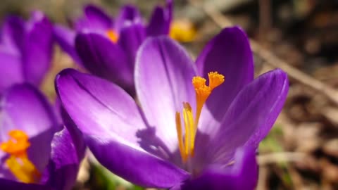 Honey Bee Crocus Slow Mo Take Off