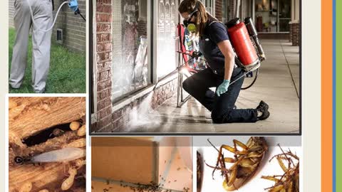 Termite Extermination Brisbane