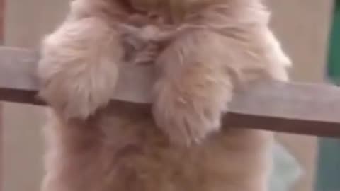 Funny and Cute Dog Video Reactions #Shorts