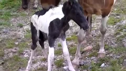 cute baby horses