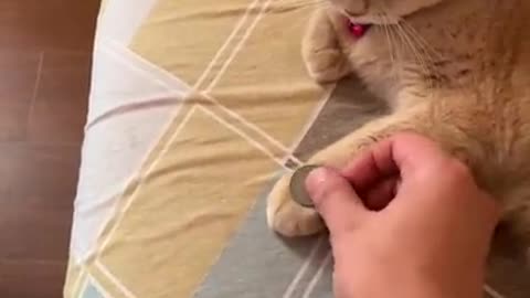 Cute Cat Mimics Owners Coin Trick