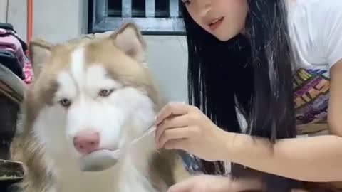 The Funniest Husky pack ever - Original Sound - Sai Datinguinoo #TikTok #Shorts