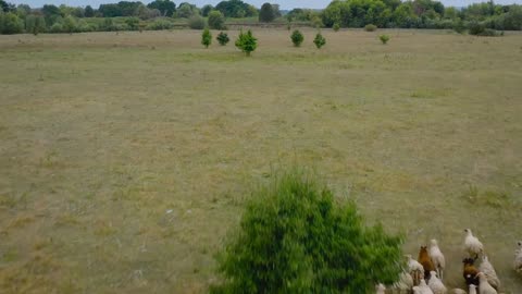 Drone following a herd of sheep. Sheeps running on a pasture. Aerial view