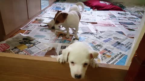 PUPPY's first 10 weeks. How the puppy changes. Puppy from birth up. Funny dog. Puppies