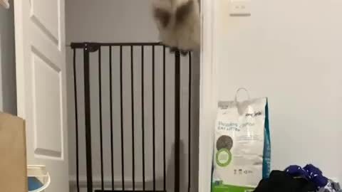 This cat's peculiar jumping style