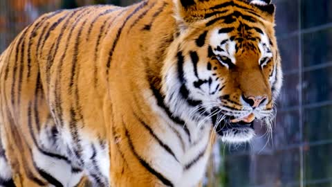 The bengal tiger