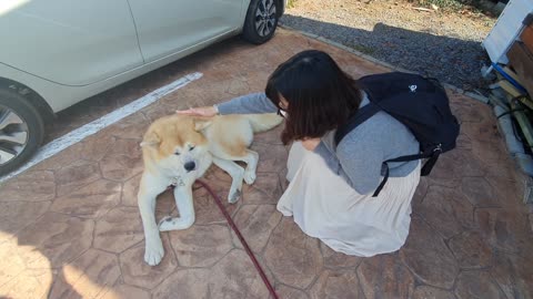 A dog tired of taking a walk.