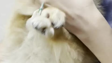 Pomeranian Jjanggun, a dog hugged by nurses at the hospital.