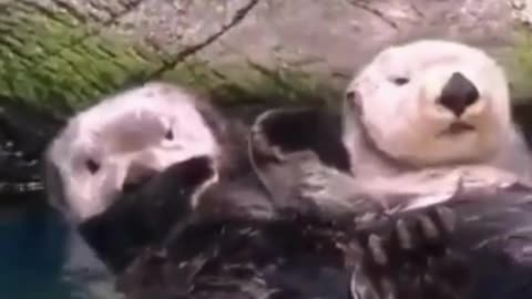 Otter Soul Mates