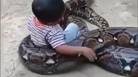a little boy's friendship with a giant python that can't be separated record in the world