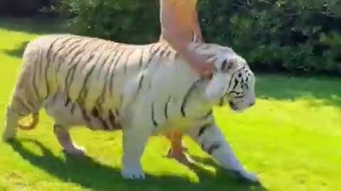 Tiger video dangris man and tiger 💀💀