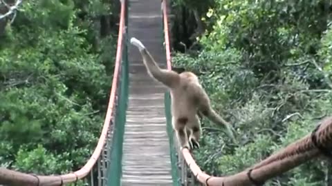 How this Gibbon walks across a bridge