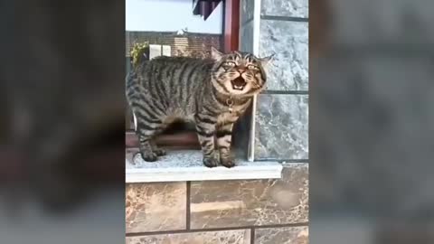 Watch these cats do all the talking!