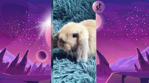 TikTok Funny and cute bunny rabbit - Vídeo engraçado e fofo de coelhinhos