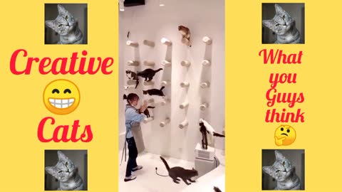 World's Best Smart 😎 Cats | watch the Amazing video